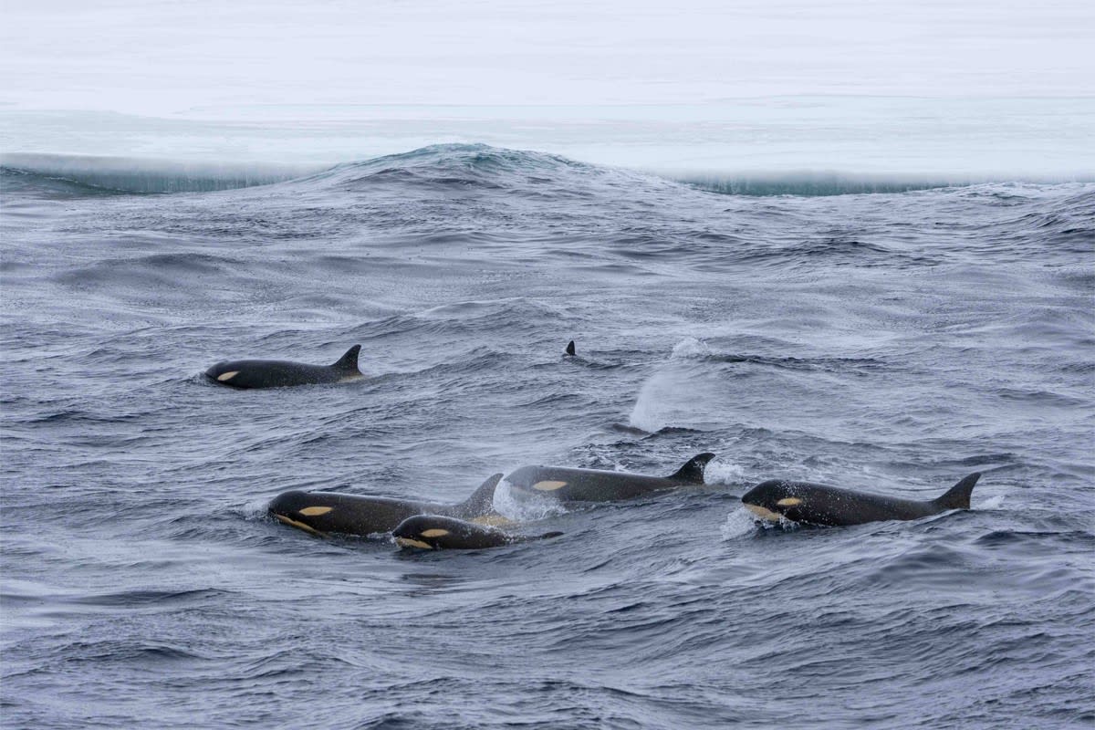 A pod of orca whales (killer whales) swimming together in cold Arctic or sub-Arctic waters
