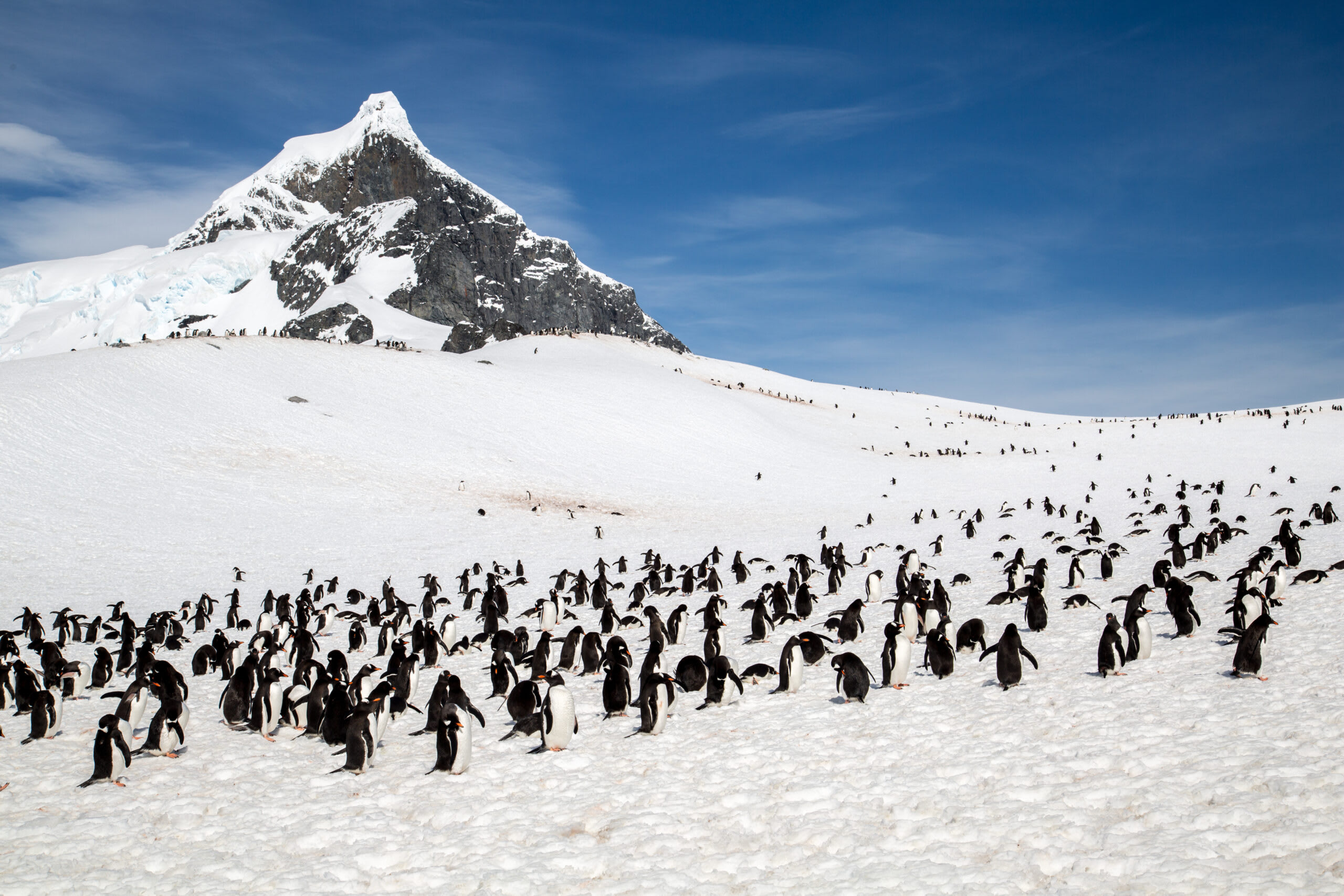 A large colony of penguins scattered across pristine snow with a dramatic peaked mountain rising in the background under clear blue sky in Antarctica.