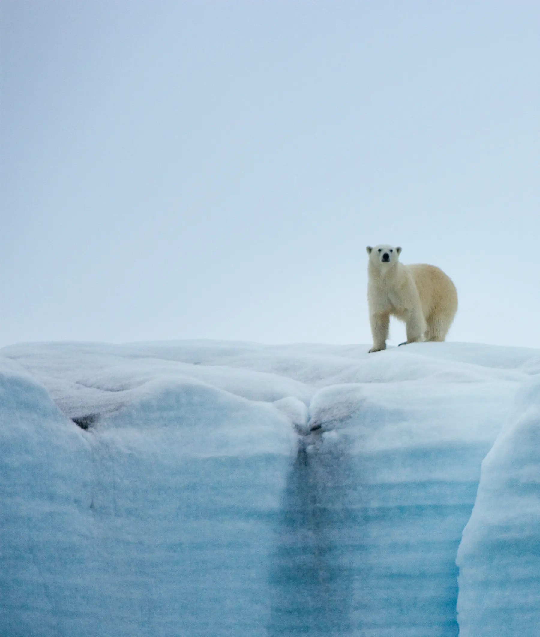 A solitary polar bear stands alert on a snow-covered ice floe in the Arctic, with blue-tinted