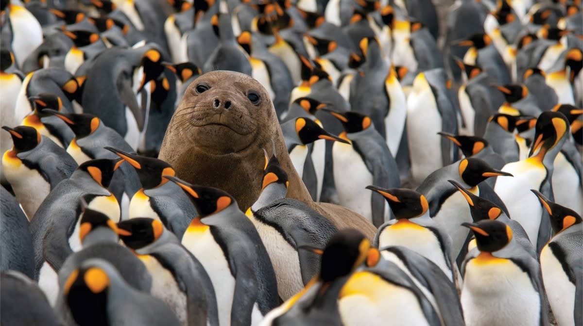 A curious seal pup surfaces among a large colony of King Penguins, looking directly at the camera