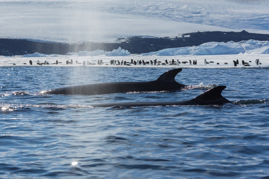 Two fin whales surface in the foreground of pristine Antarctic waters while a large colony of penguins gathers on an ice shelf in the background, with massive glaciers and icebergs creating a dramatic polar landscape.