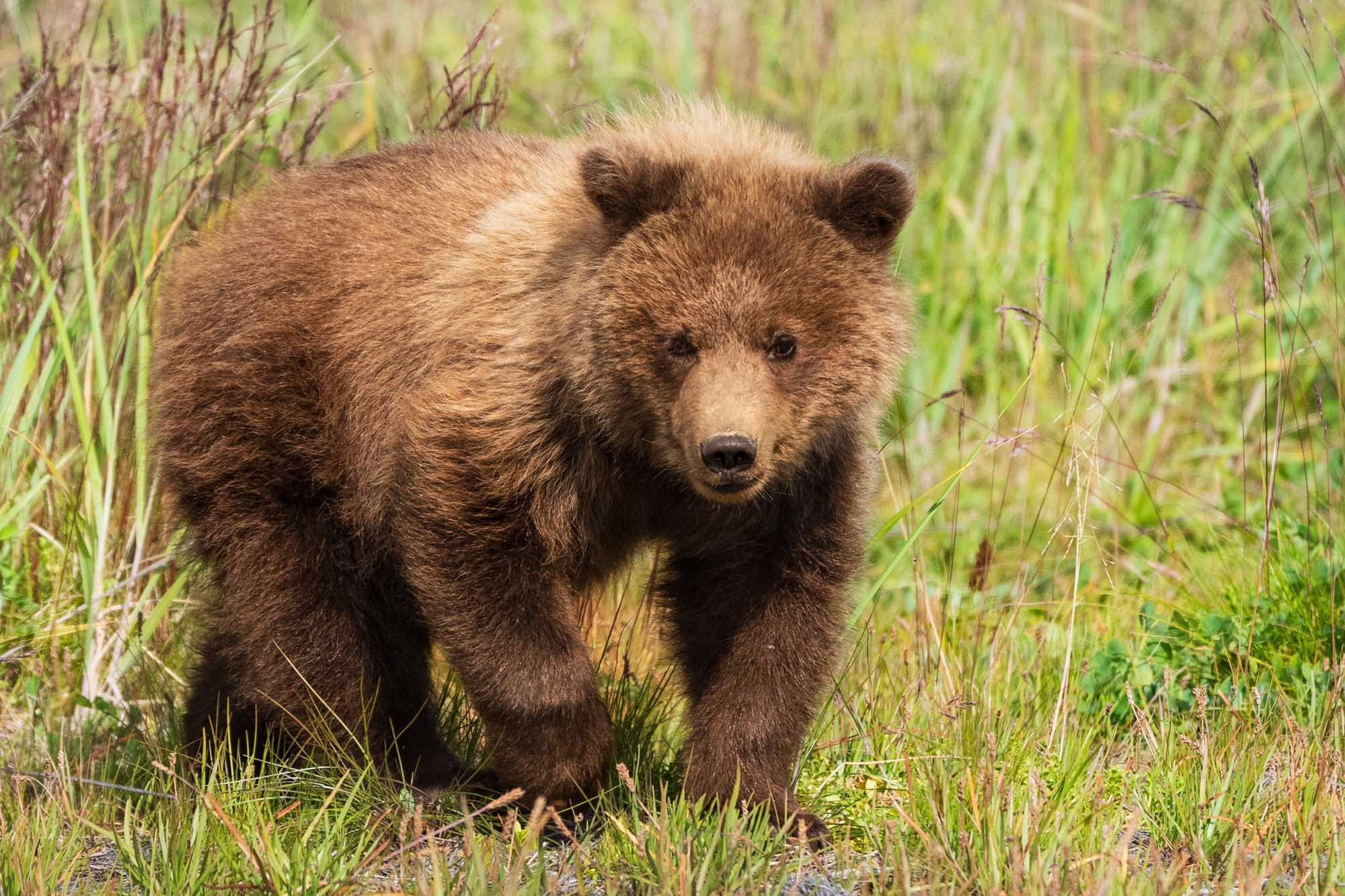 A brown bear walks through tall grasses and vegetation in its natural Alaskan habitat. The bear, with thick brown fur and a distinctive rounded face, moves purposefully through the grassland in what appears to be prime wilderness territory.
