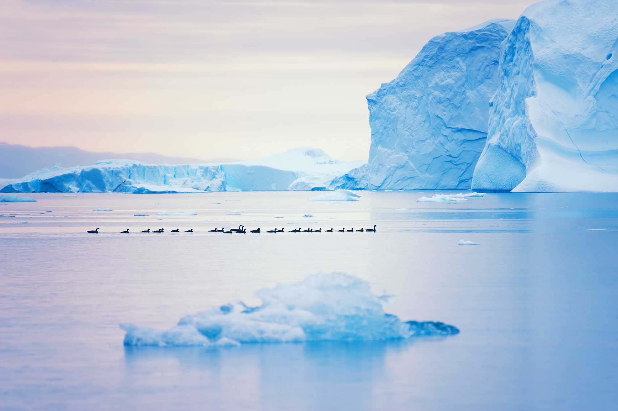 A serene Arctic scene featuring a flock of ducks floating in calm waters between massive blue icebergs in Ilulissat Icefjord, Greenland.