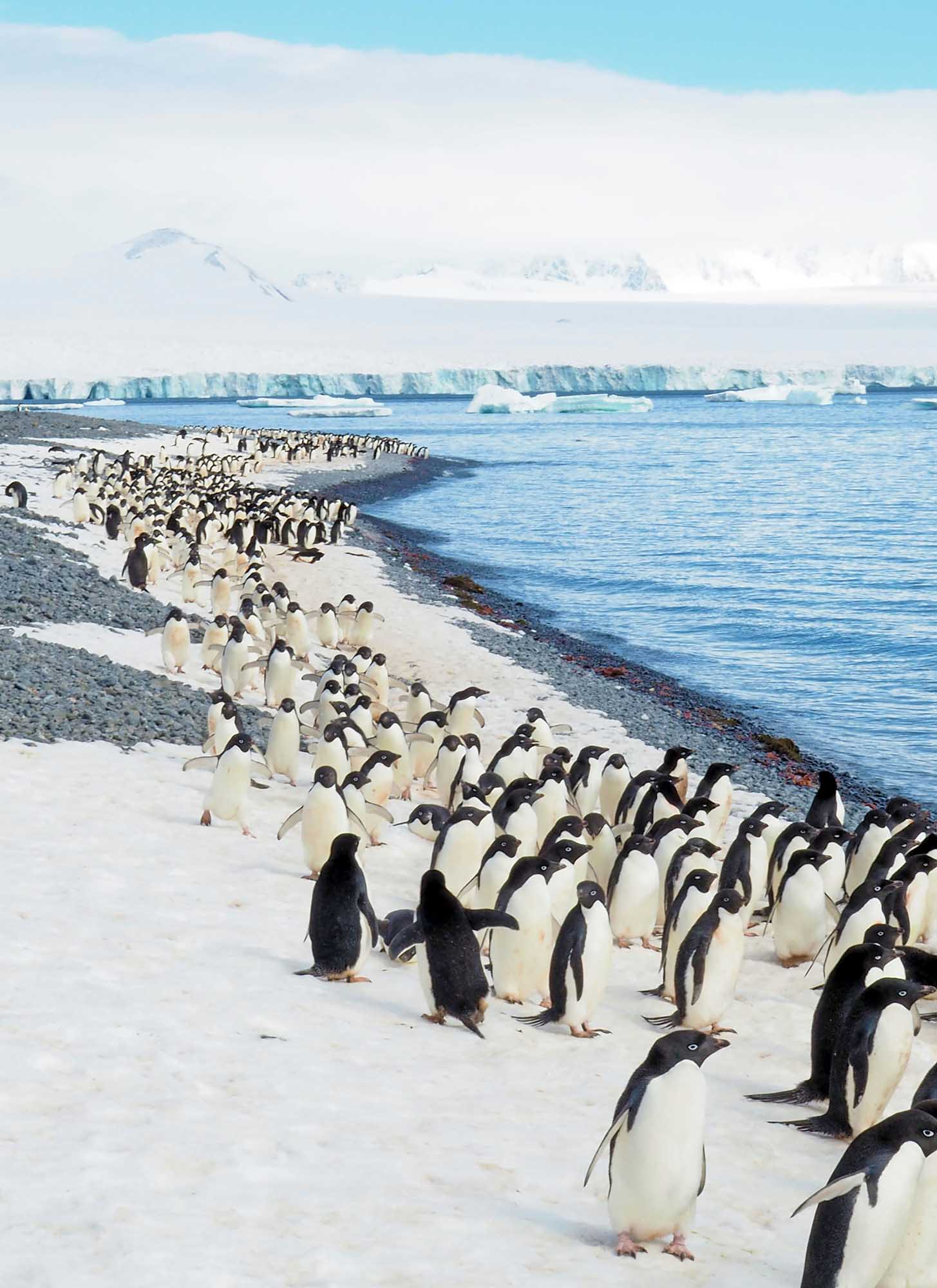 A large colony of emperor penguin chicks in their distinctive black and white plumage gathered on a snow and gravel beach in Antarctica, with icebergs and glaciers visible across the blue water.