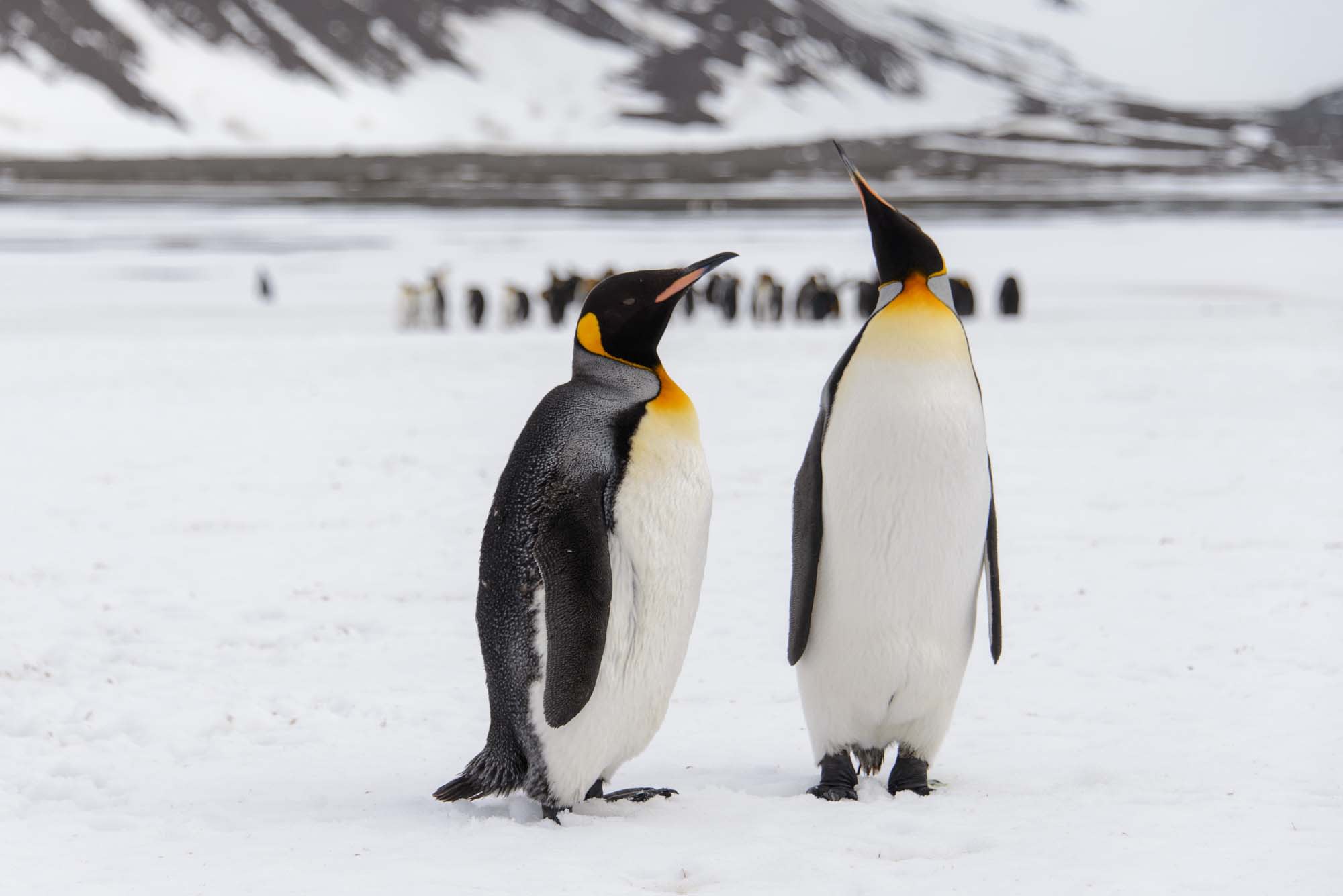 King Penguins on Antarctic Ice Two majestic King penguins stand on snow-covered ice with a colony of penguins visible in the background and snow-capped mountains on the horizon. The image captures these distinctive birds with their characteristic black and white plumage and vibrant yellow and orange markings on their heads and necks.