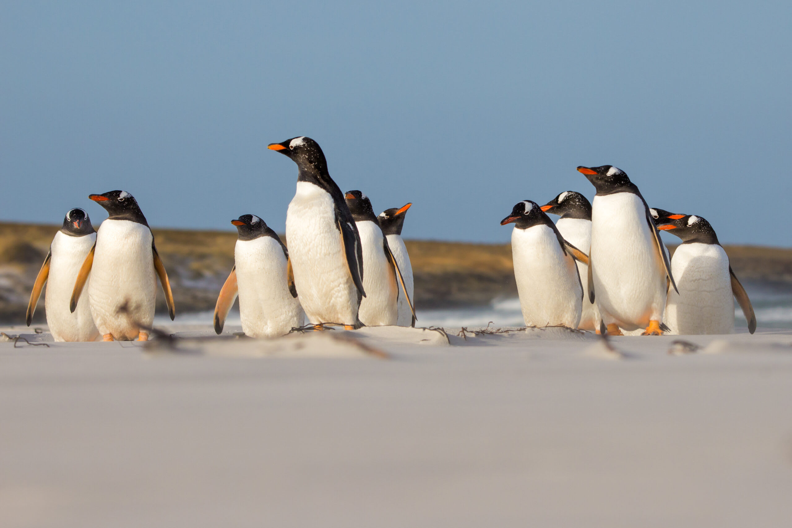 King Penguins on Sandy Beach A group of King penguins stands together on a sandy beach with a clear blue sky and rocky coastline in the background. The penguins display their characteristic black and white plumage with distinctive orange and yellow markings on their heads and flippers.