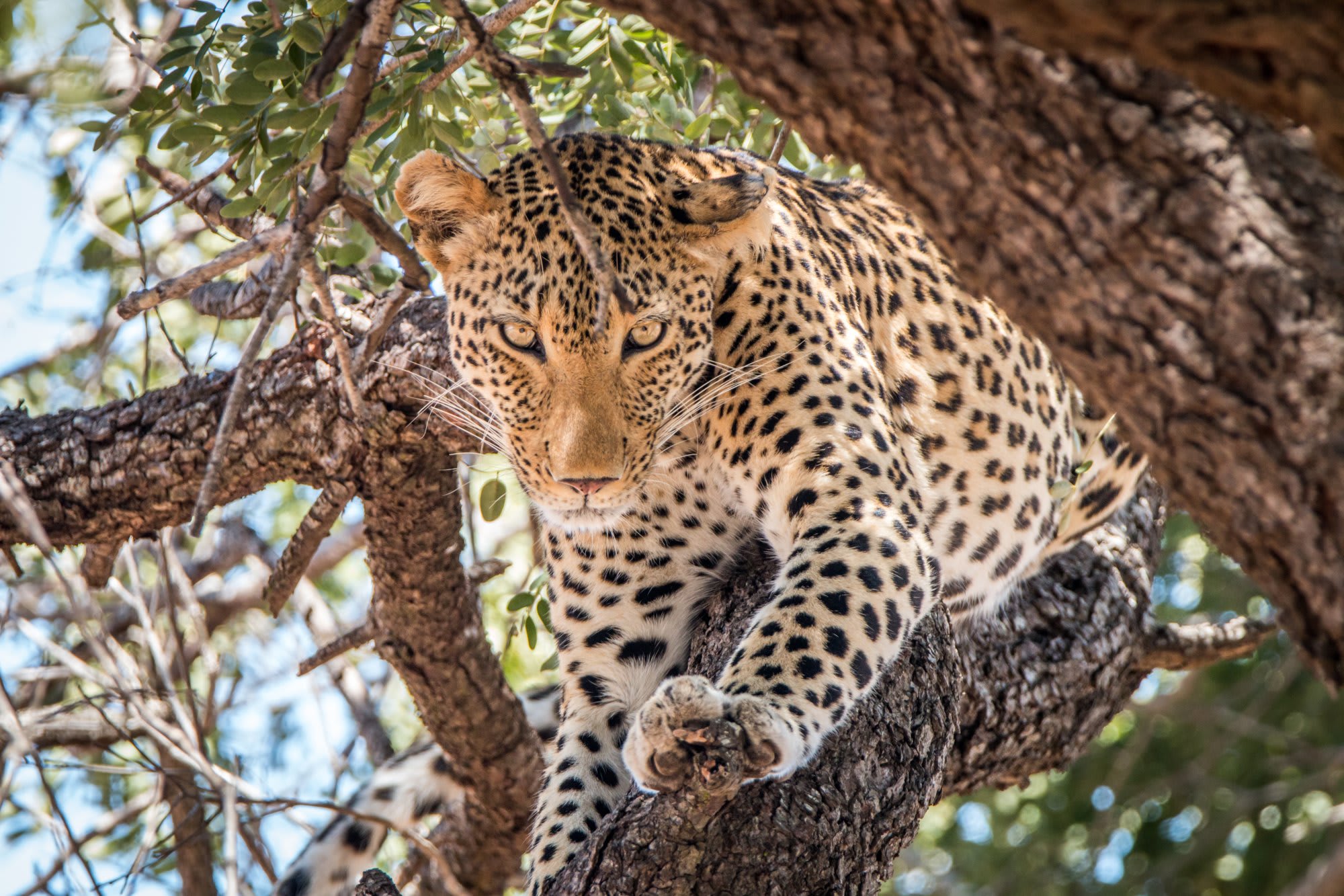 Leopard Resting on Tree Branch A leopard perches on a sturdy tree branch, gazing directly at the camera with alert yellow eyes. The big cat displays its distinctive spotted coat pattern while surrounded by green foliage and tree bark.