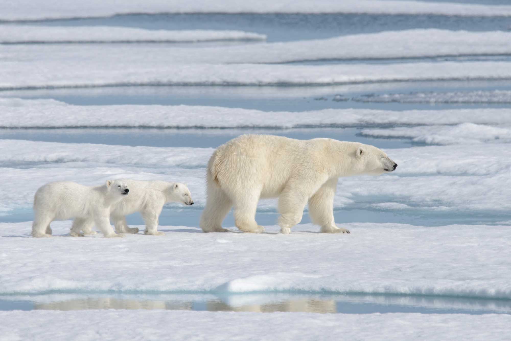 A wild polar bear mother walks across Arctic pack ice alongside her two cubs in their natural habitat. The image captures this iconic Arctic family navigating the frozen landscape with open water channels visible in the background.