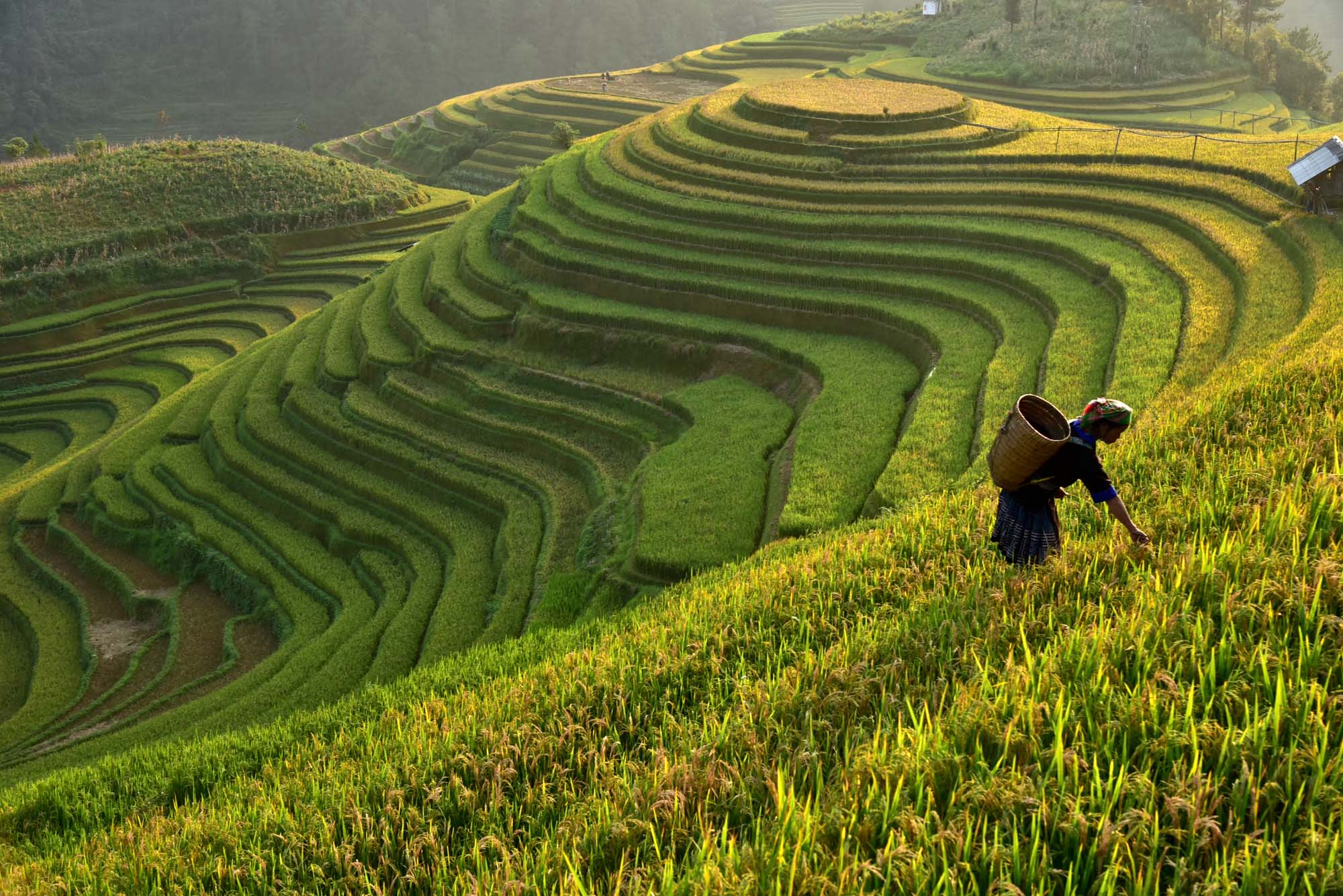 Farmer harvesting rice terraces on hillside with traditional basket, Vietnam