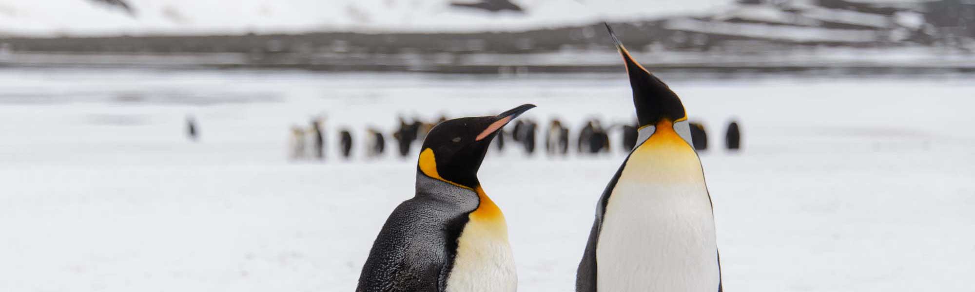 Antarctica-2 Classic Antarctica