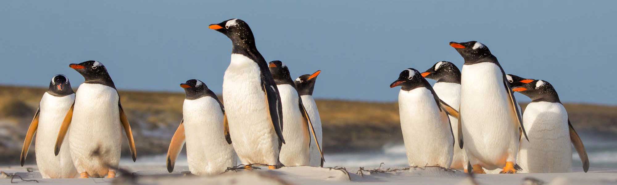 Group of Gentoo penguins standing on sandy beach with ocean and dunes behind