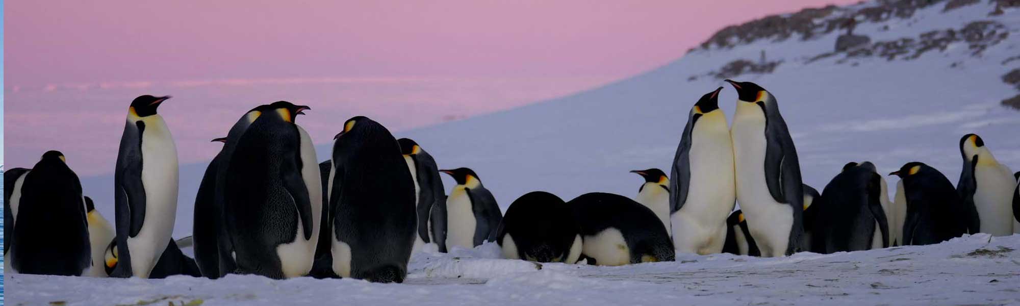 Emperor penguin colony on snowy Antarctic landscape at twilight