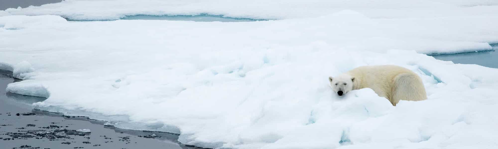 Polar Bear Resting on Arctic Ice Floe Polar Bear Arctic