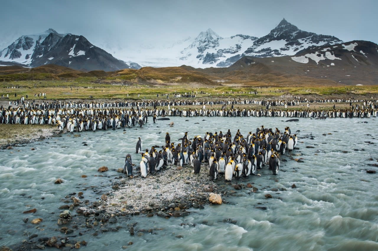 AN02 YCH0054 South Georgia Island