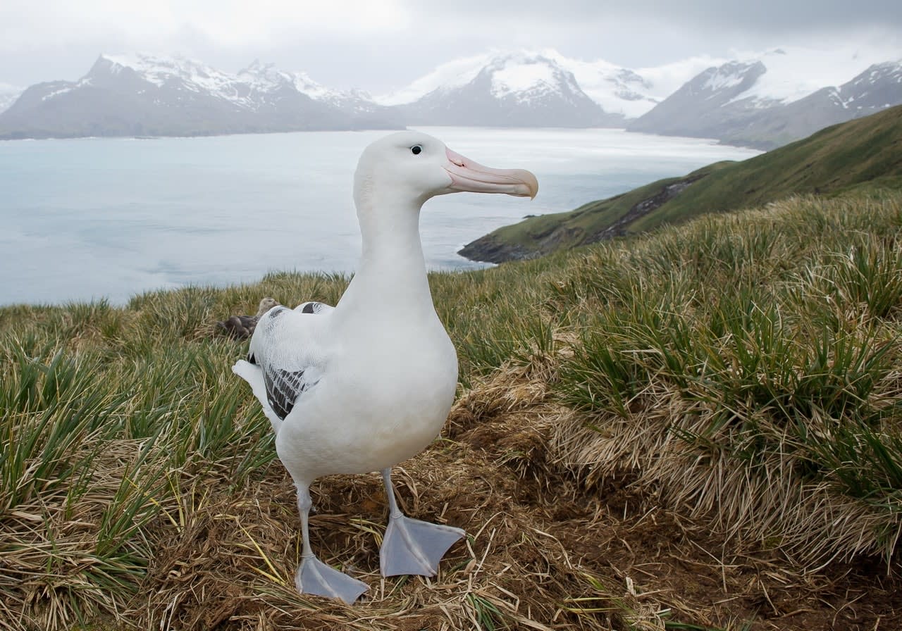 Wandering albatross on the nest with snowy mountains and light blue ocean in the background, South Georgia Island, Antarctica White albatross standing in tussock grass with snow-capped mountains and bay behind it