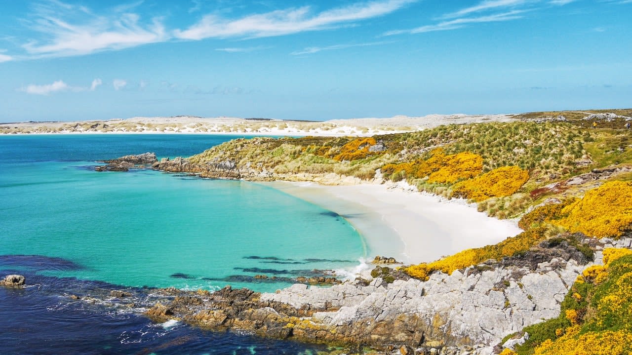 View of beautiful Gypsy Cove, Falkland Islands, with white sand beach, turquoise water and yellow gorse, on East Falkland Island at Stanley Common. Falkland Islands