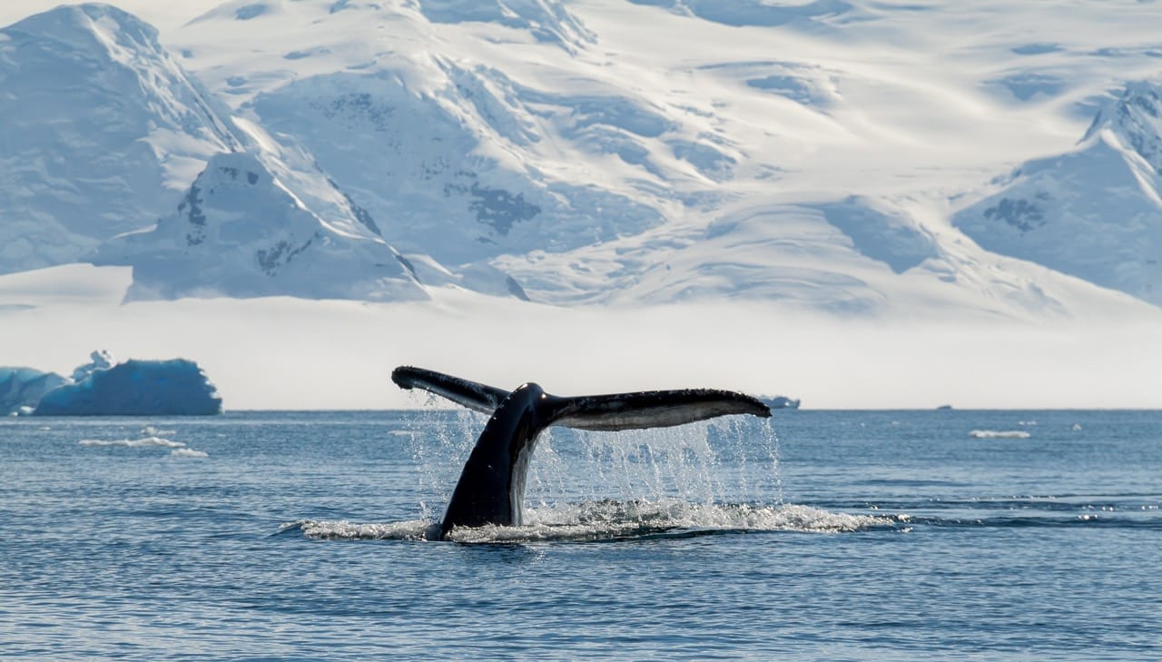 Humpback whale, Antarctica Humpback whale tail fluke diving with snow-covered Antarctic mountains in background