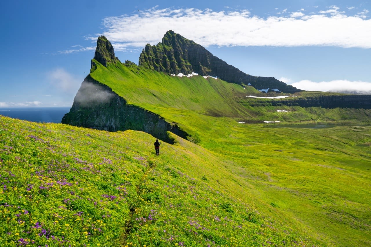 A girl walking through flowering meadows over Hornbjarg cliffs, Hornstrandir peninsula, Westfjords, Iceland Iceland
