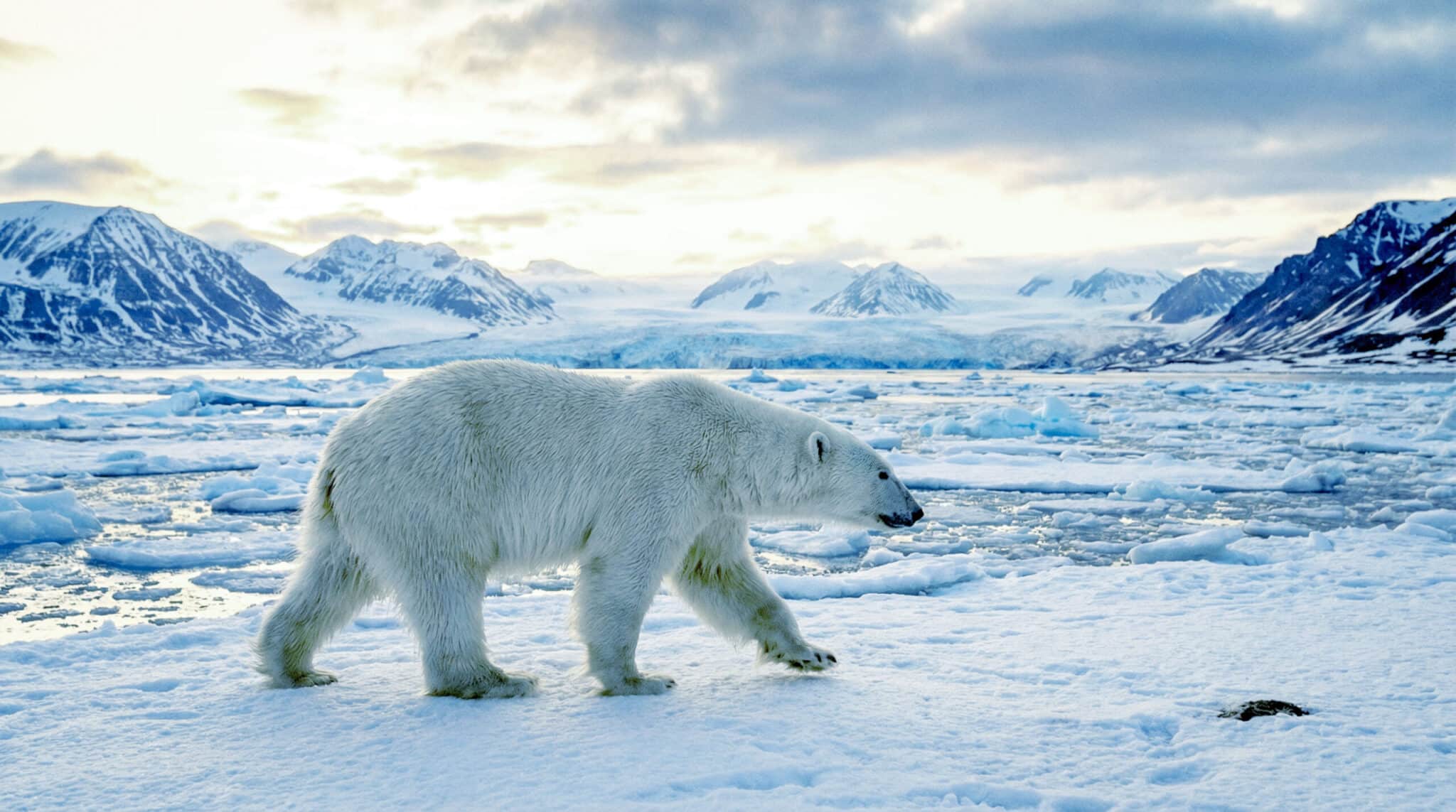 polar-bear-svalbard-arctic-hero Polar bear walking across frozen Arctic ice with snow-covered mountains in Svalbard