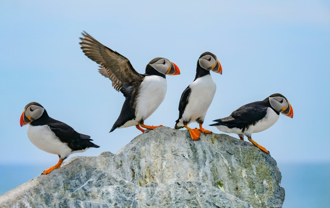 Atlantic Puffins Gathering on Coastal Rocks Puffins Arctic