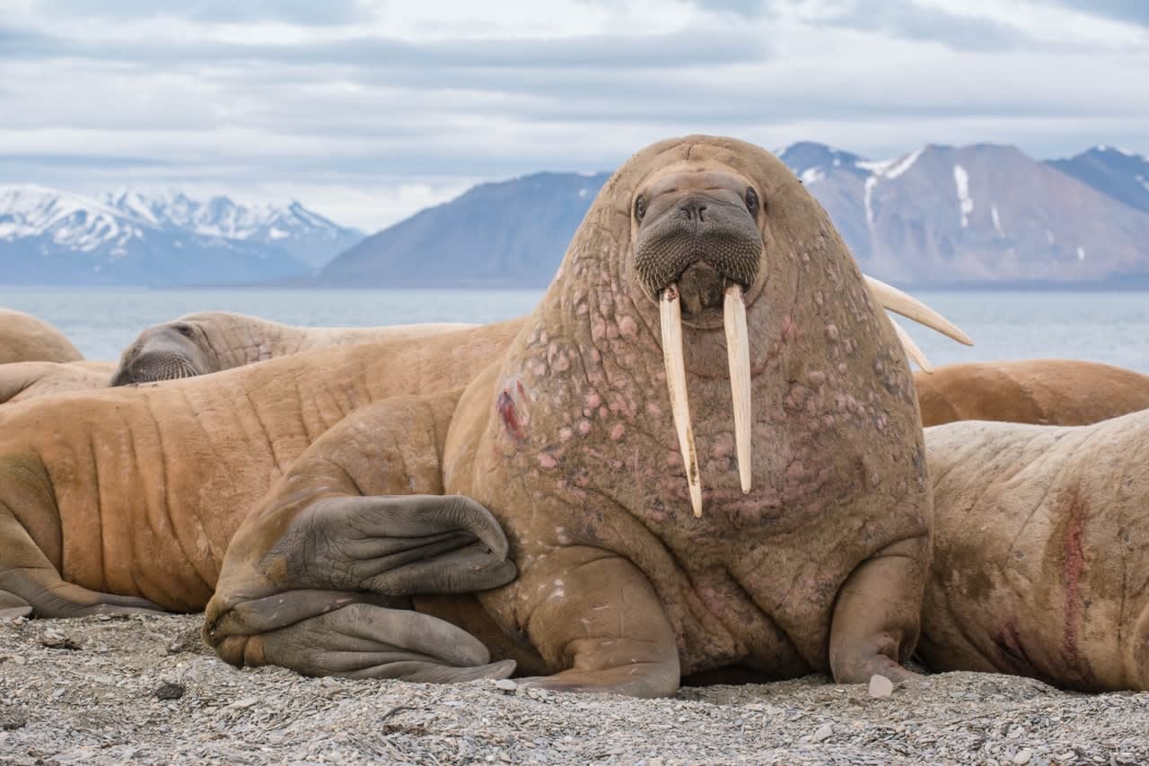 The walrus is a marine mammal, the only modern species of the walrus family, traditionally attributed to the pinniped group. One of the largest representatives of pinnipeds. Walrus Arctic