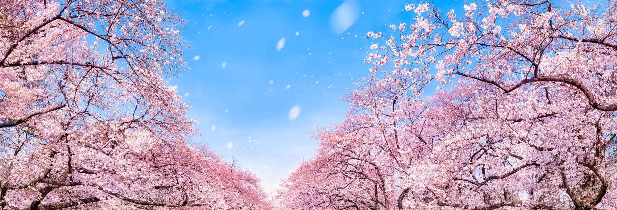 A stunning landscape of pink cherry blossom trees creating a canopy against a bright blue sky. Delicate pink petals appear to be gently falling, creating a magical spring scene.
