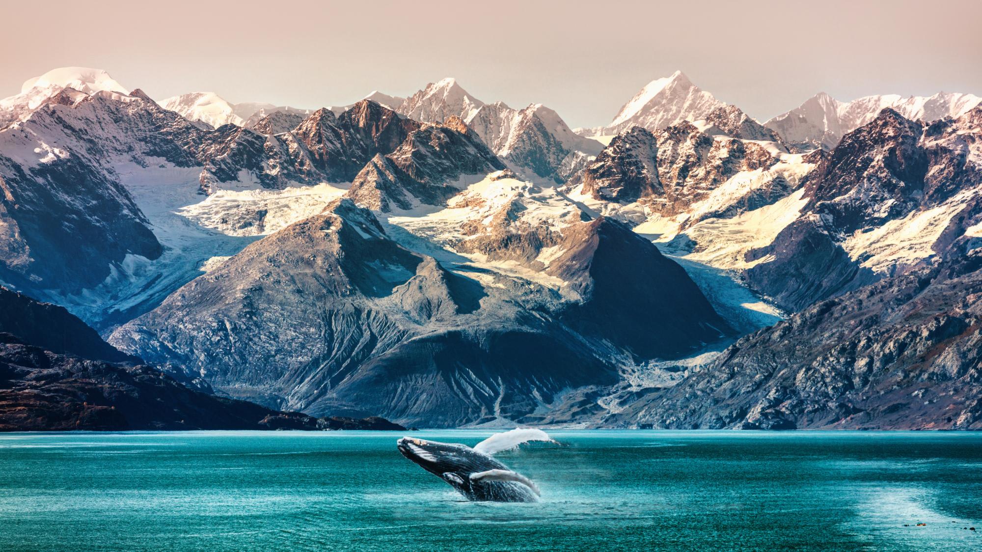 A humpback whale breaches in stunning turquoise waters with snow-capped mountains, glaciers, and dramatic peaks in the background, capturing the pristine natural beauty of Alaska's coastal wilderness.
