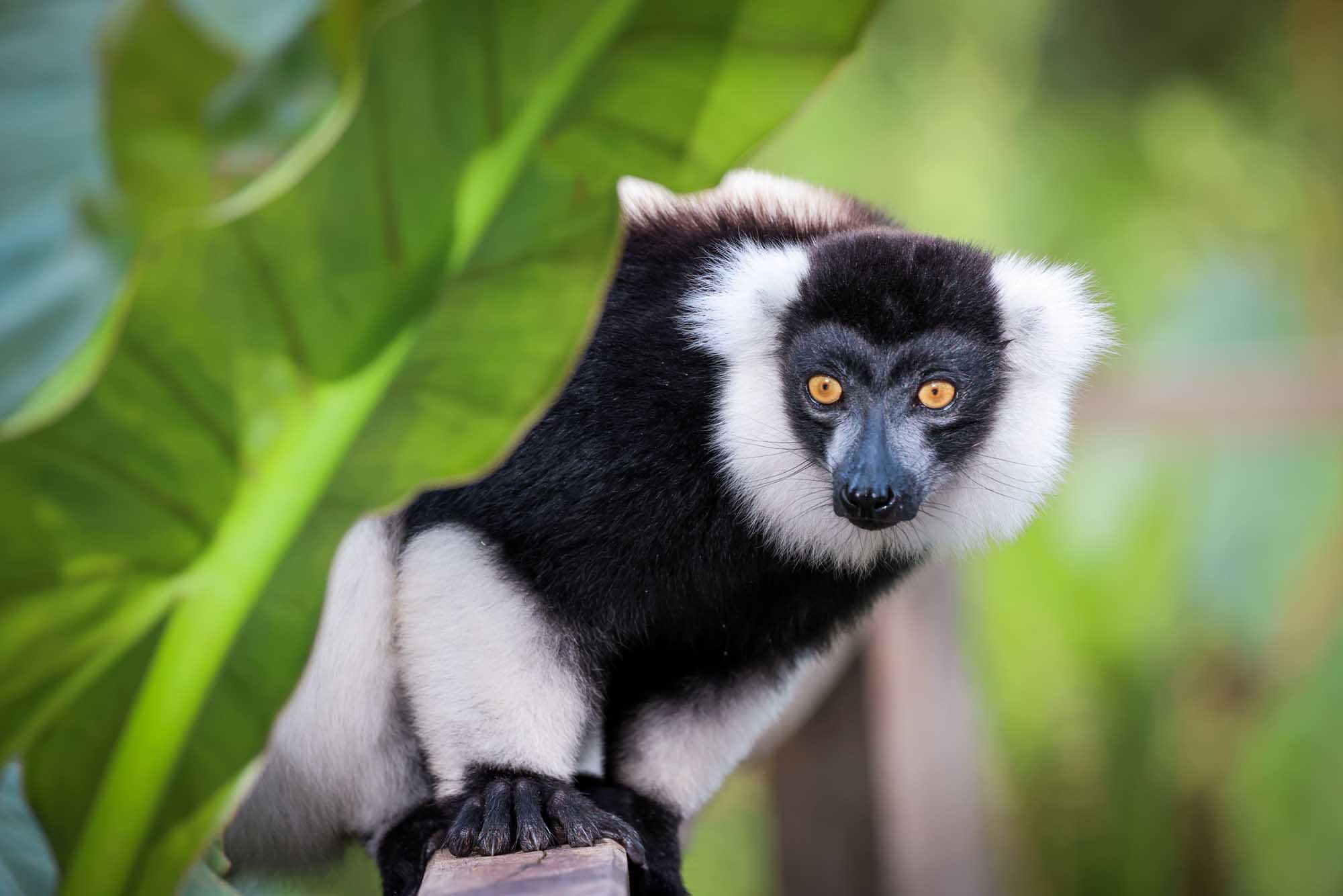 Black and White Lemur on Green Branch A striking black-and-white indri lemur with distinctive golden-yellow eyes perches on a verdant green branch, displaying its characteristic facial markings and alert expression in its natural forest habitat.