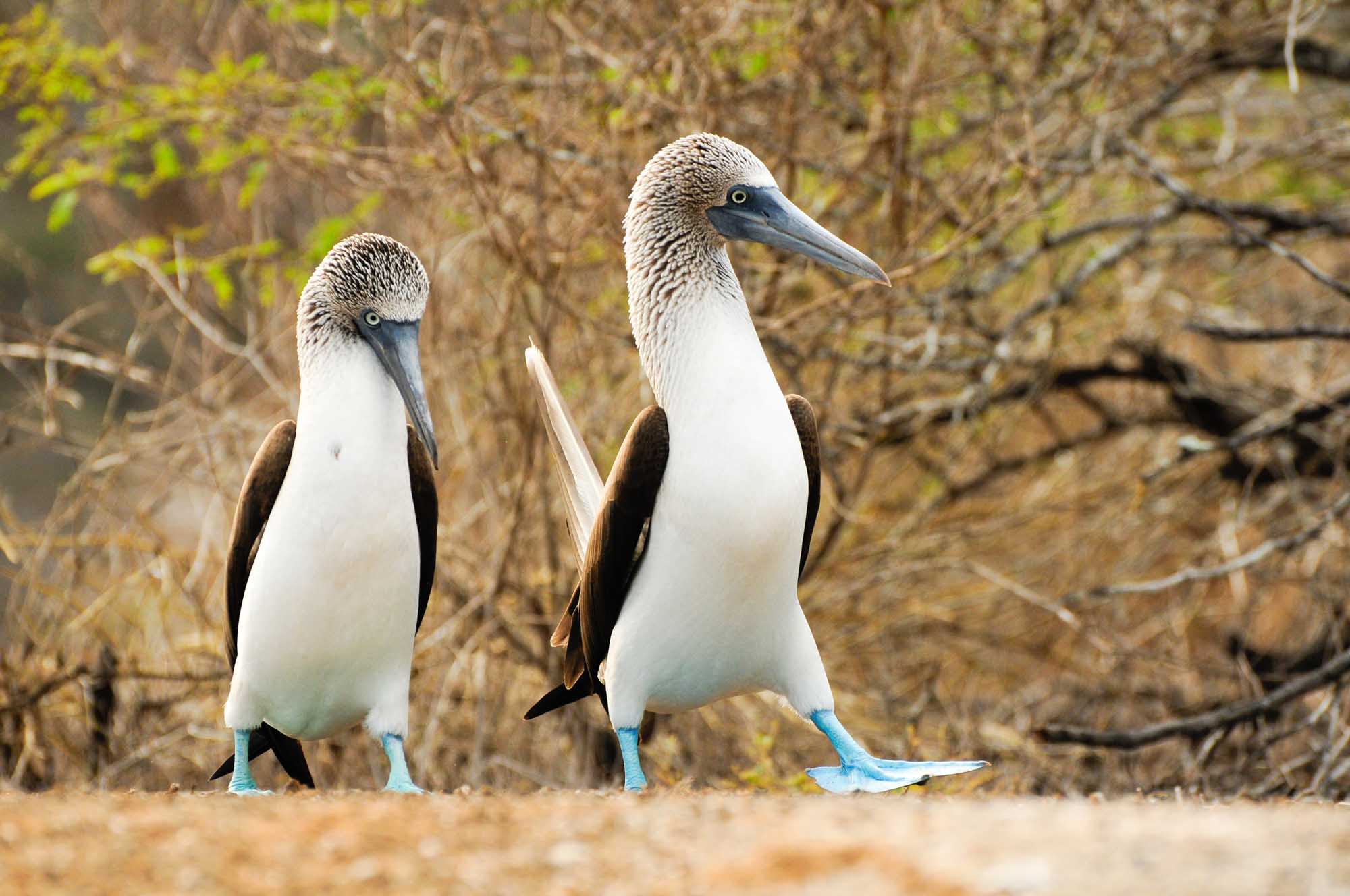 Two blue-footed boobies stand together on sandy ground with sparse vegetation in the background. These distinctive seabirds are characterized by their white and brown plumage, gray-blue beaks, and striking bright blue feet, which are iconic to the Galápagos Islands.