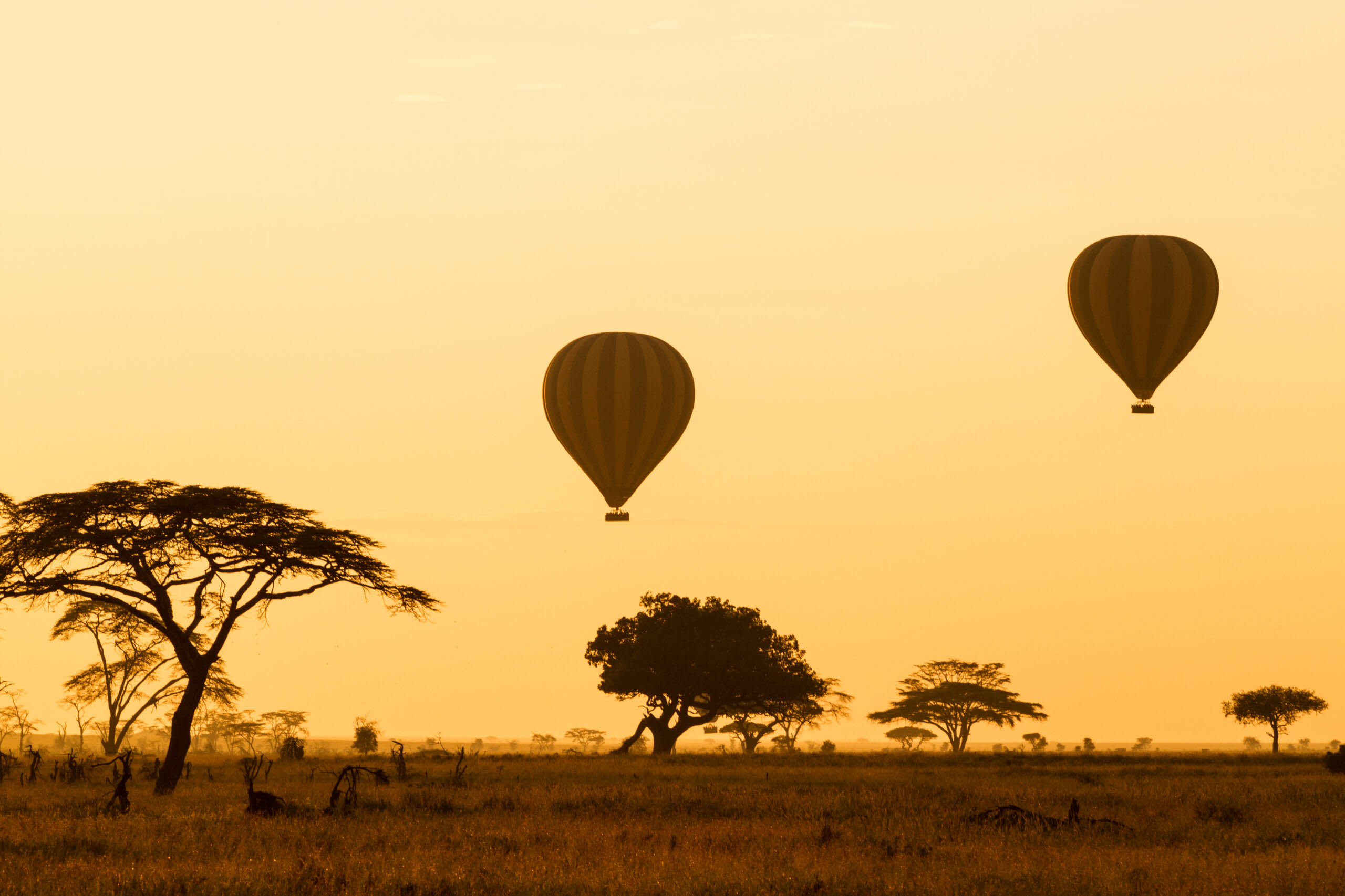 Two hot air balloons float peacefully above the golden African savanna landscape during sunrise