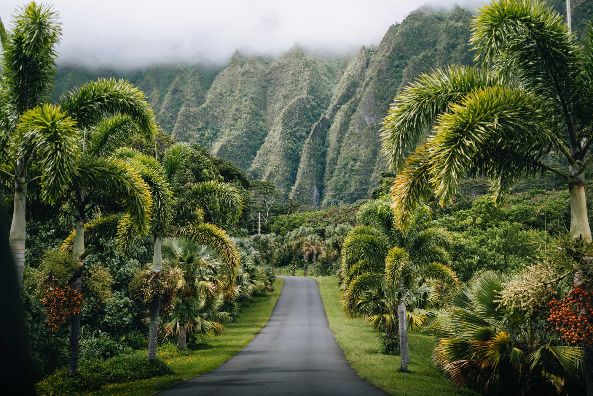 A stunning scenic drive lined with towering palm trees leads toward dramatic verdant mountains shrouded in mist. The manicured landscape features tropical vegetation and a well-maintained asphalt road stretching into a lush valley, characteristic of Hawaiian island scenery.