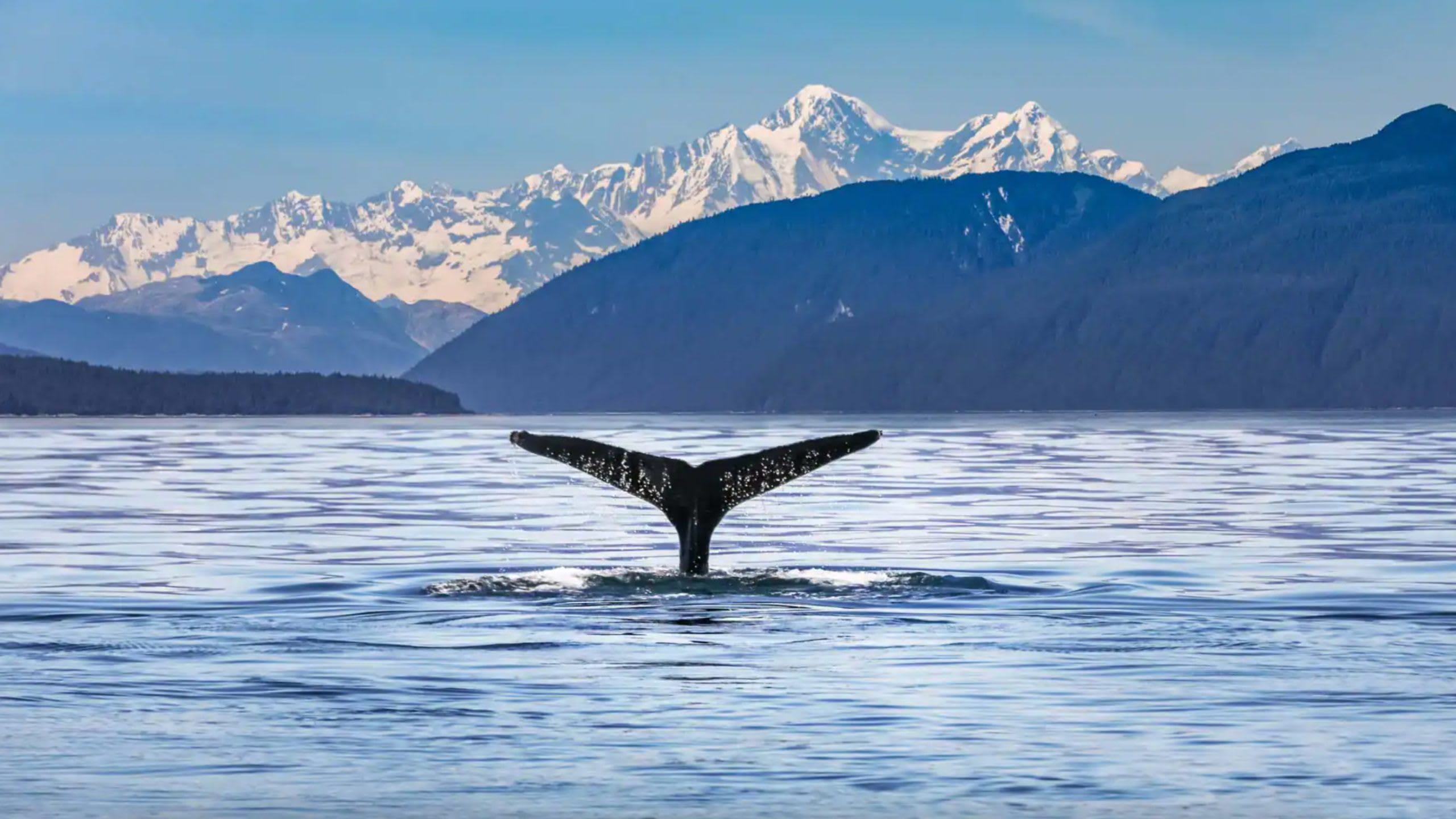 An In-Depth Look at NCL's Shore Excursion Offerings in Juneau, Alaska