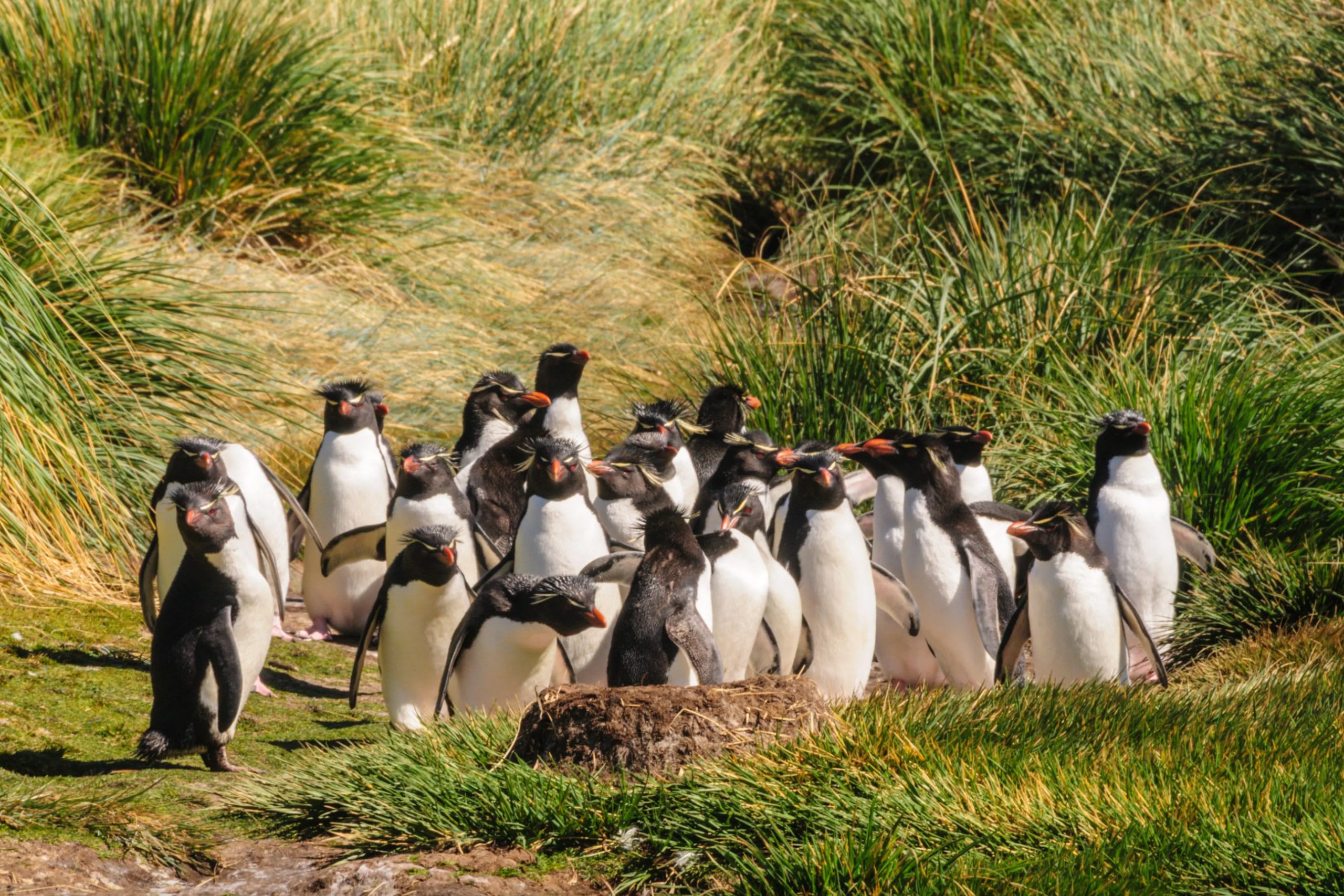 5 Unique Shore Excursions in South America with Crystal Cruises