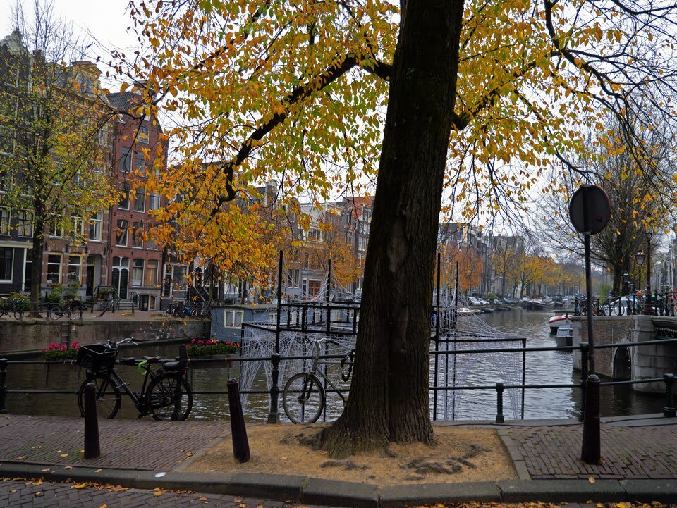 Autumn tree beside the Herengracht canal in Amsterdam Autumn tree beside the Herengracht canal in Amsterdam