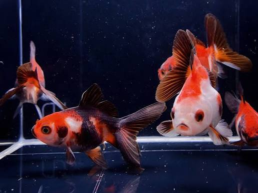 Aquascape detail