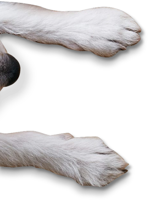 dog swimmers itch dog swimmers itch