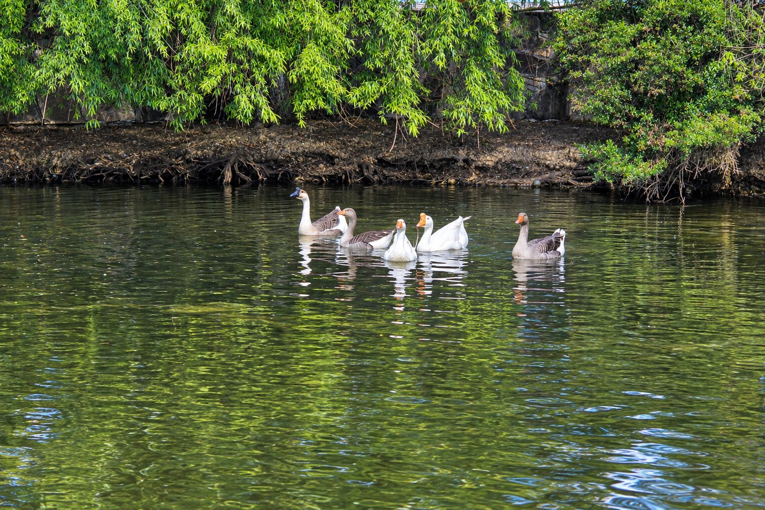 Patos en el lago del campamento