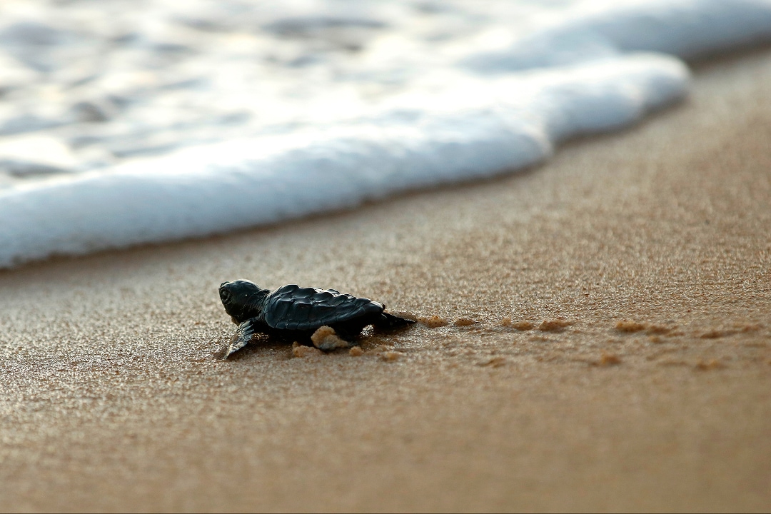 Santuario de Tortugas Marinas en Estrella del Mar
