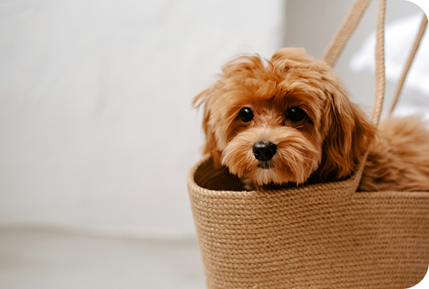 Mascota en Hoteles Misión