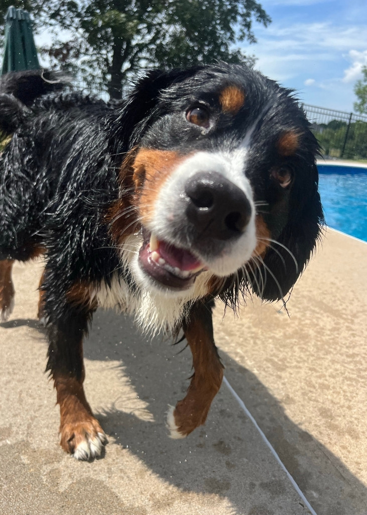 Villas para vacaciones con perros