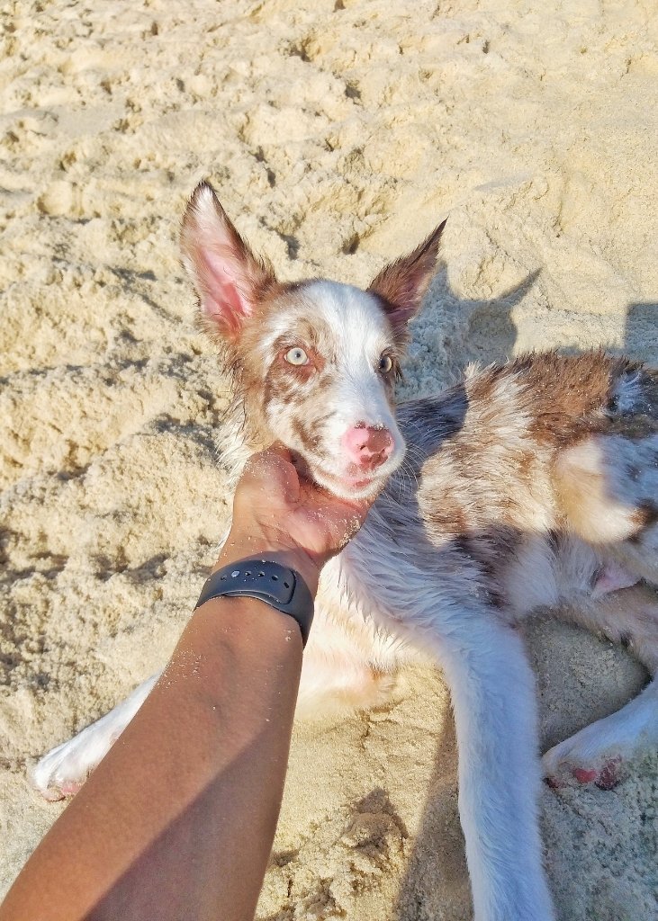 Viaje con mascotas