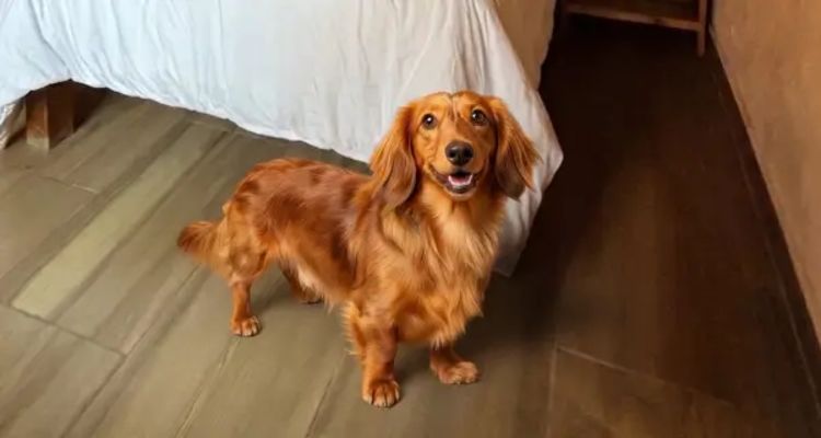 Pet friendly — Hotel Las Bugambilias