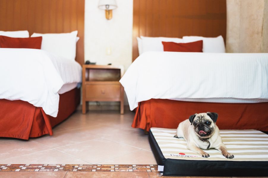 Tradicional Doble Pet Friendly