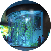 Mar de Cortés Aquarium