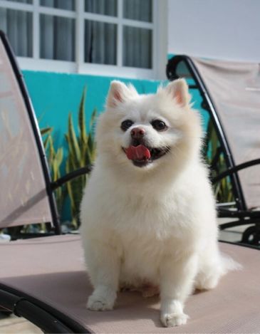 Hotel Ocean View Dog Friendly