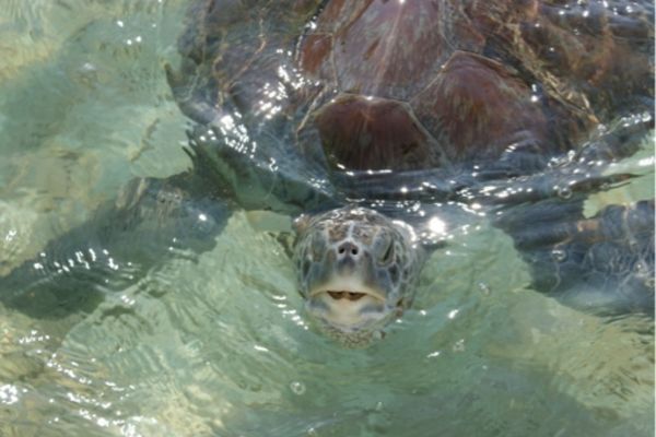 Cuyutlán tortoise