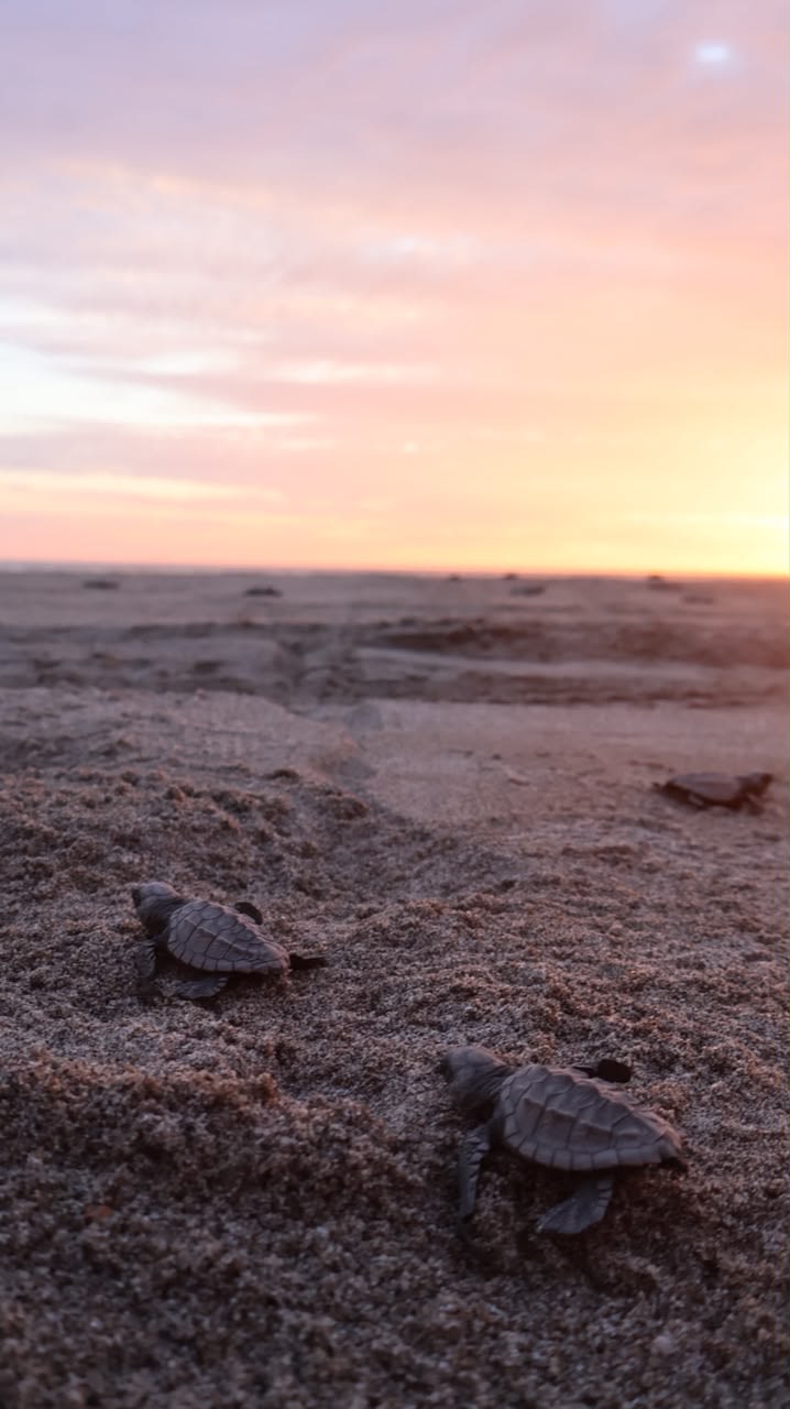 Santuario de Tortugas Marinas en Estrella del Mar