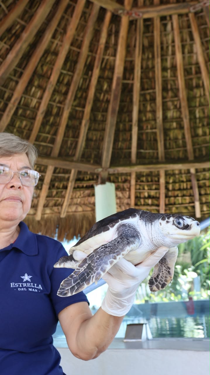 Santuario de Tortugas Marinas en Estrella del Mar