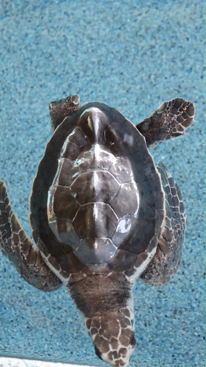 Santuario de Tortugas Marinas en Estrella del Mar