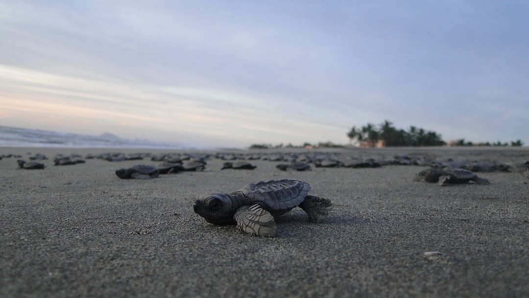 Santuario de Tortugas Marinas en Estrella del Mar